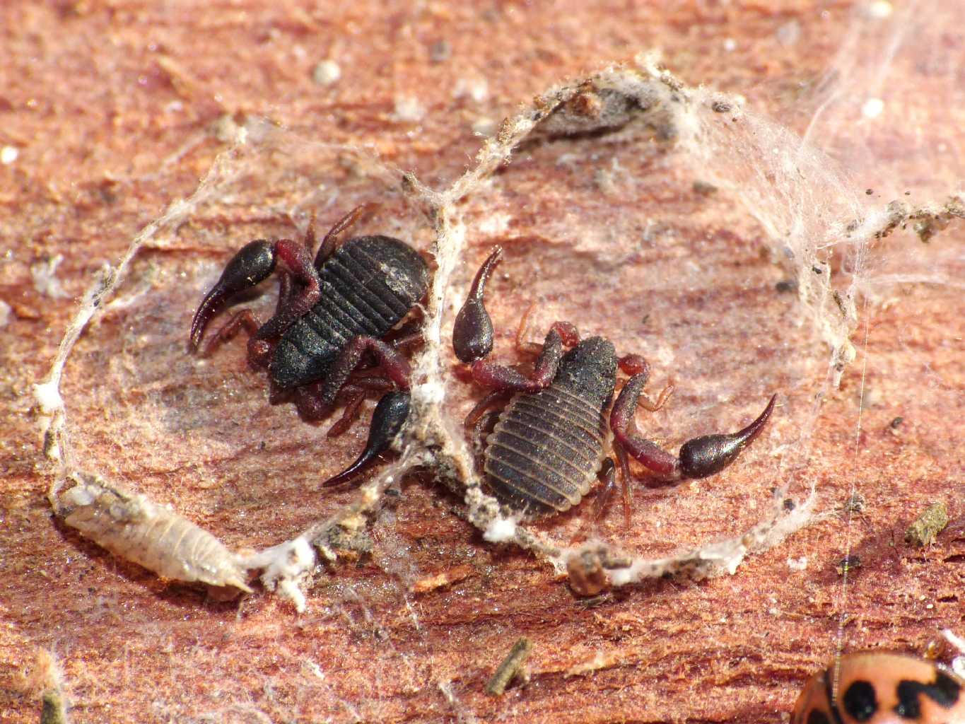 Pseudoscorpioni (Cheliferidae?) in bolla di seta - Ostia(RM)